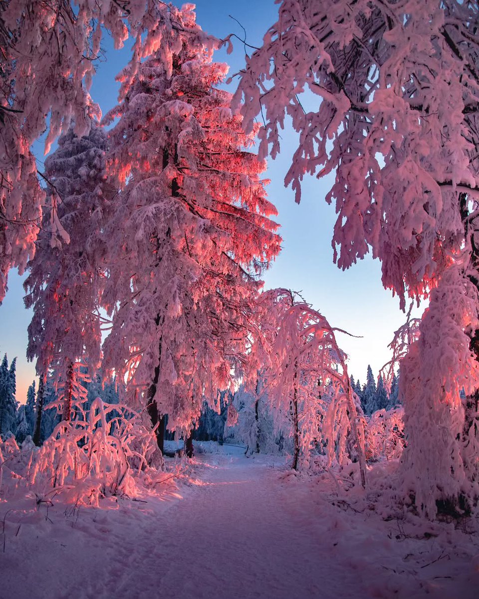 Nature__Gift's tweet image. A path carved through a dream of rosy winter hues 💫