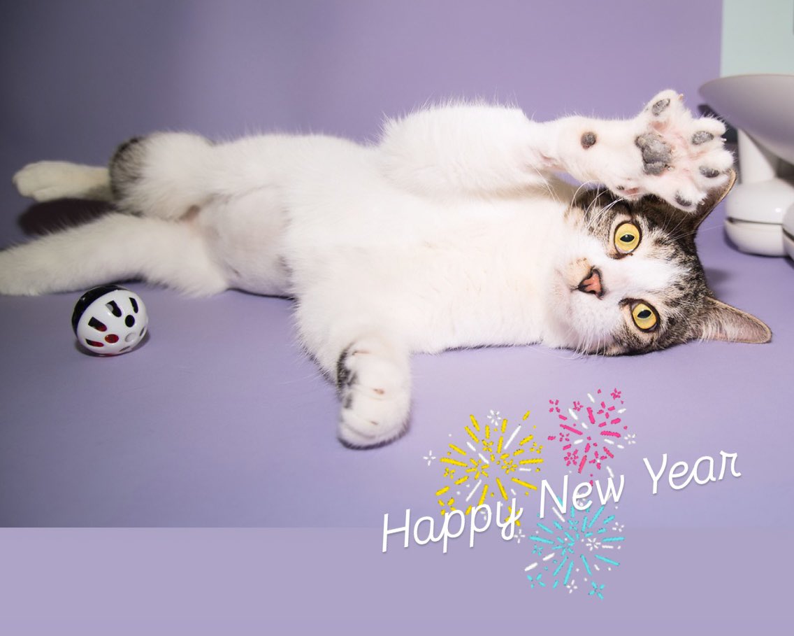 SantaMonicaASF's tweet photo. Cat Eggnog &amp; all of us at the Santa Monica Animal Shelter Foundation wish you a very Happy New Year! We are incredibly grateful for all the support in 2024 &amp; are looking forward to a fantastic 2025! Info about adopting a pet, about us &amp; how you can help at:https://t.co/7XuU8Txl0Z https://t.co/6vB9kiPPGT