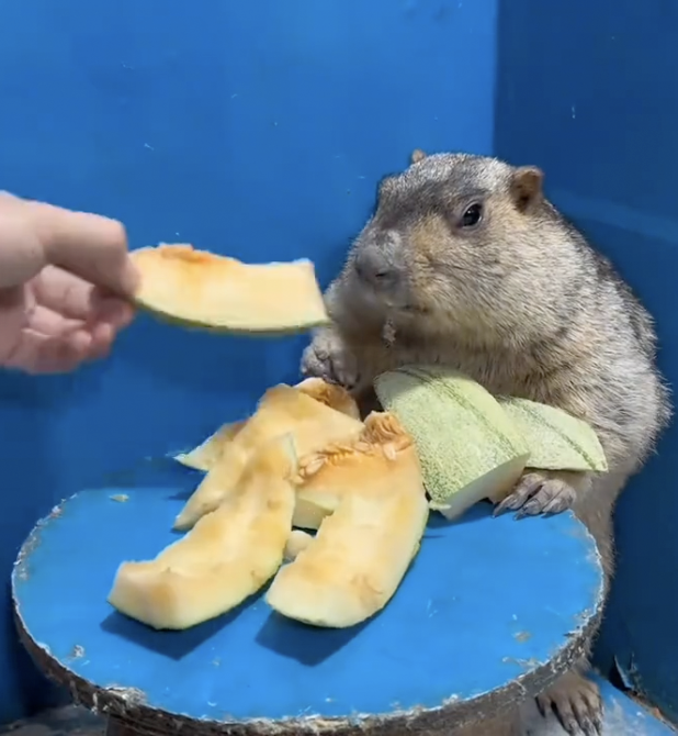 melon_hog's tweet photo. Has $MELONHOG eaten the melon?
https://t.co/AapGi3rR2c https://t.co/9UsyN9cKTJ