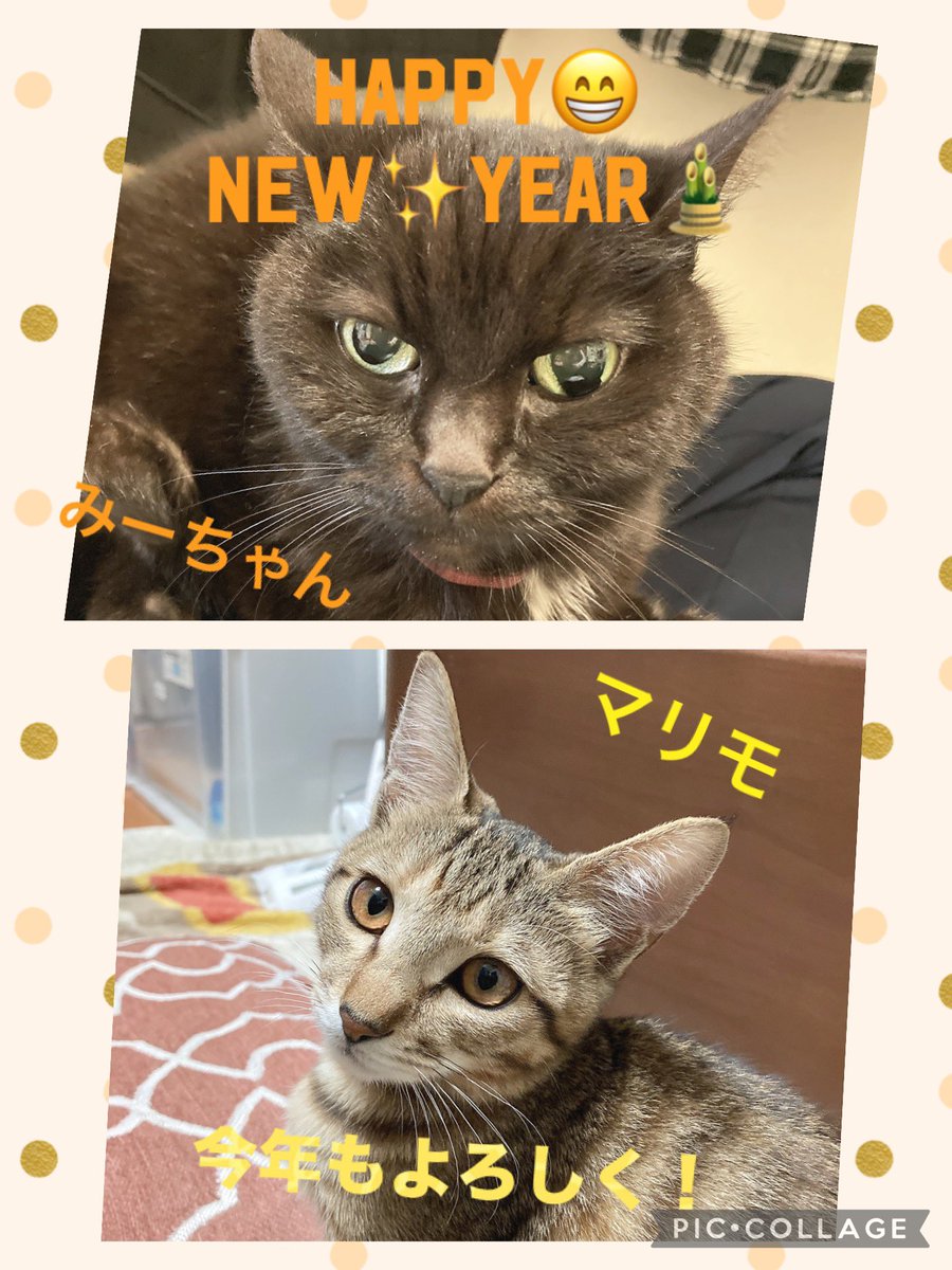 🌅あけましておめでとうございます⛩

12月17日に譲渡会で出会った子猫（マリモ）を引き取りました。

31日にトライアル期間を終えて
正式譲渡する事に決まりました🙌

ストレスもあったと思うけど、先住猫（みーちゃん）も頑張ってくれました😊

みーちゃんとマリモありがとう🩷
2025年もよろしくね🎶