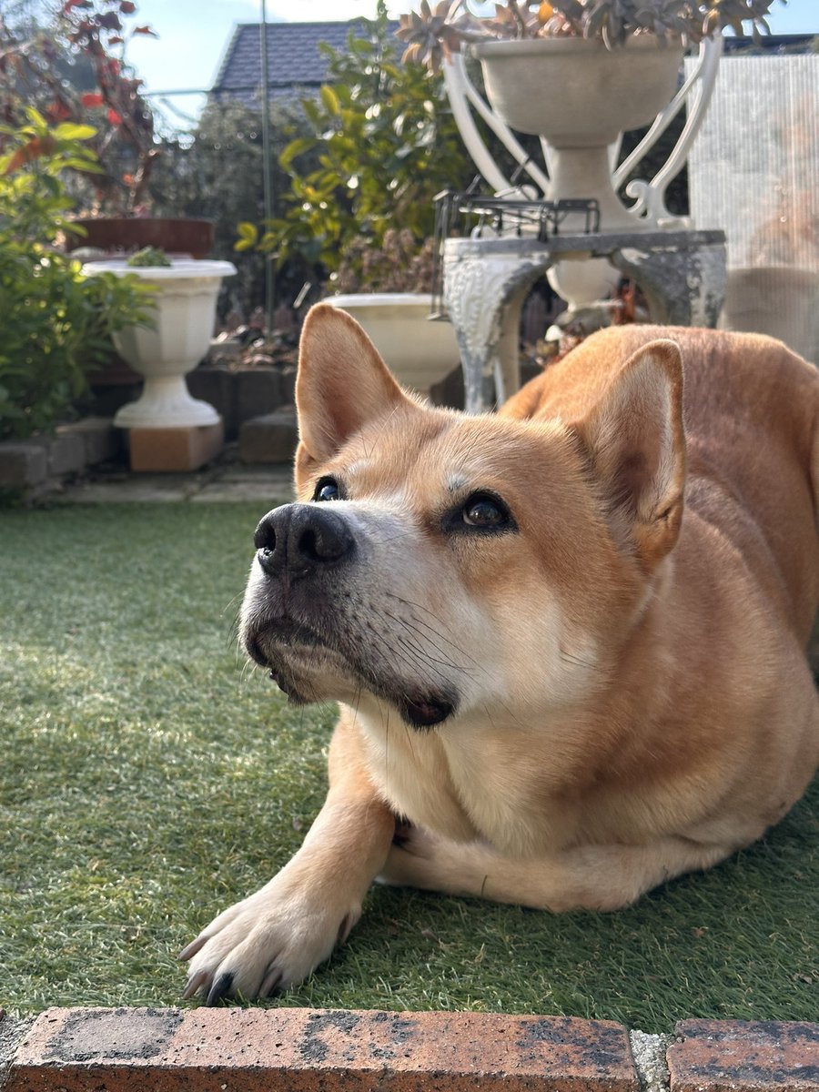 buruno525's tweet photo. あけましておめでとうございます🎍今年もワンニャンと双子のババ、張り切っていくよー🐕🐈☀️よろしくお願いします☺️
#新年挨拶
#ワンニャン
#犬と猫のいる暮らし https://t.co/tK76DIPLLf