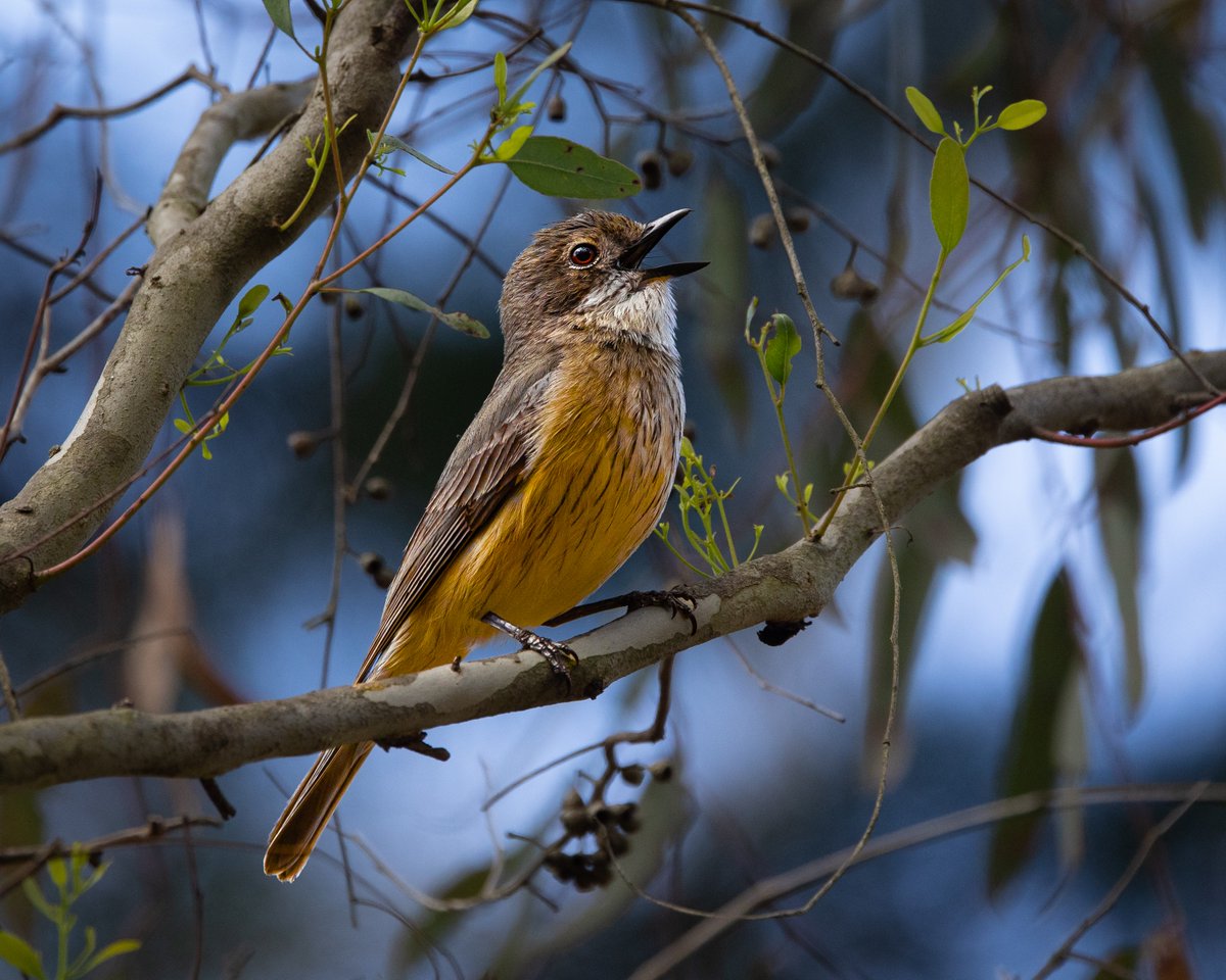 Did you know 78% of native vegetation on private land is rare or threatened? 

That’s a huge percentage – and it’s what motivates us to protect and restore nature across Victoria. 

Sing in the New Year with a donation at: trustfornature.org.au/campaign/extra…