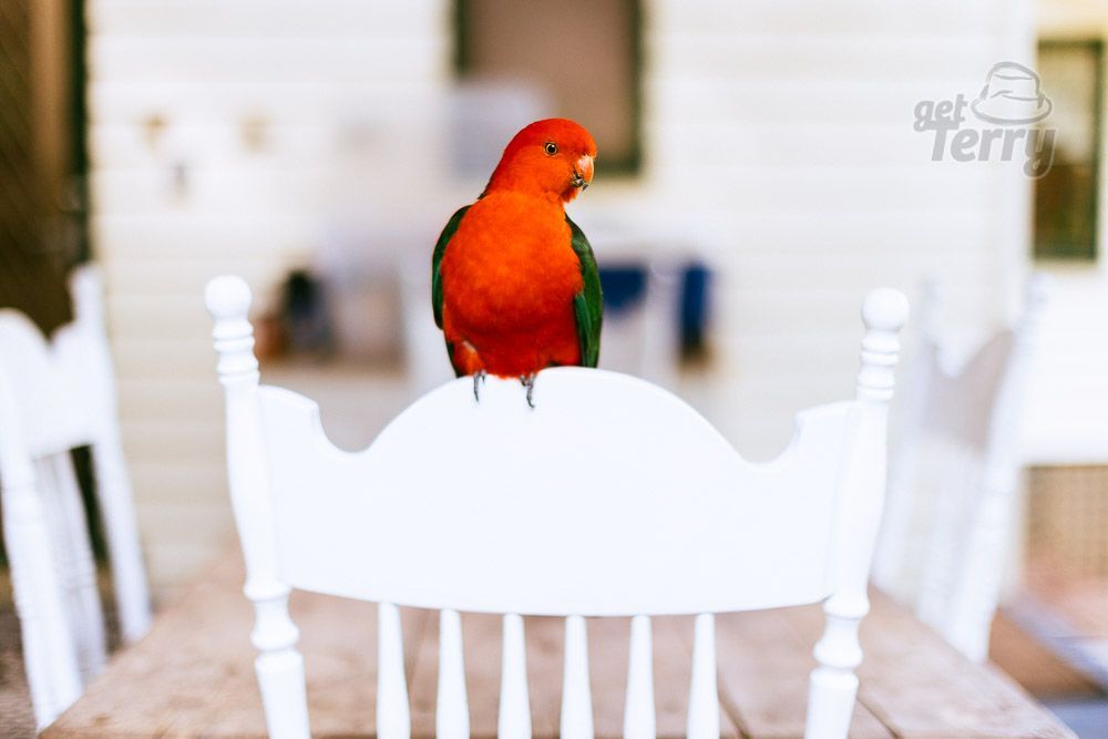 GetTerryNow's tweet image. Who said the King was dead? Not this parrot.

#kingparrot #walhalla #birds