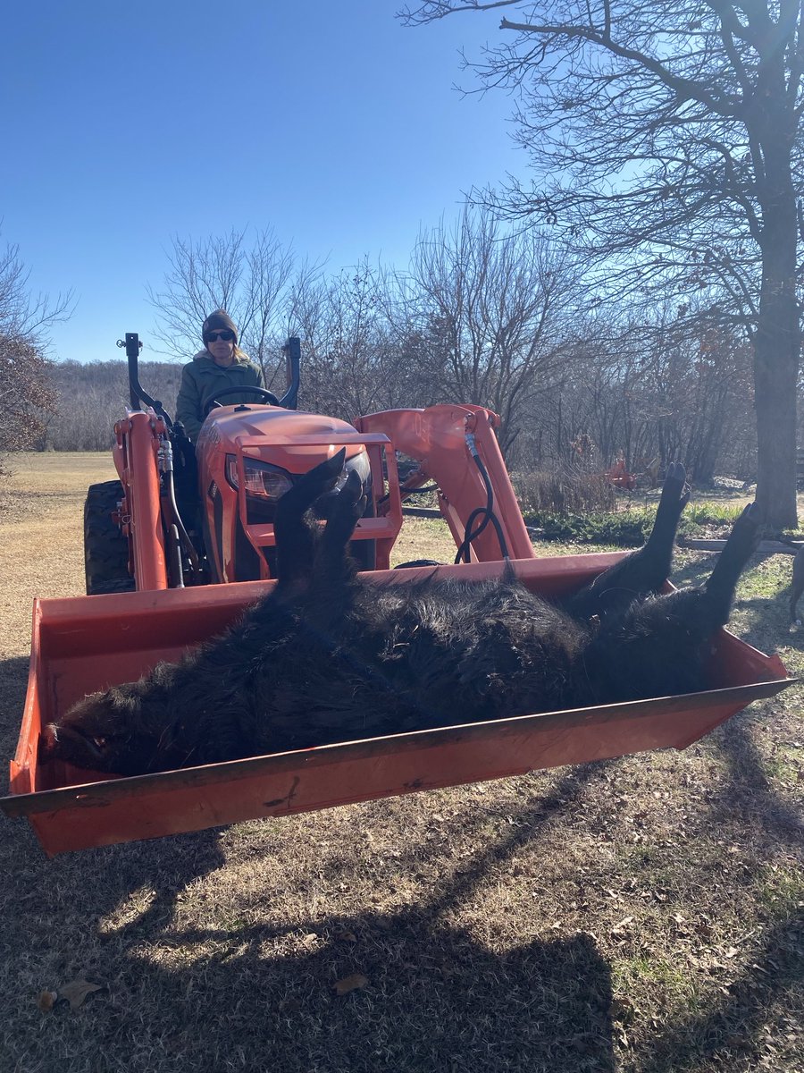 SuzieQuackers2's tweet photo. You'll never forget you're first one! #BlondeMoment and the Boy with the assist after we got back from up north! #RasberryJello powder sprinkled on the Corn did him in! Cut out a nice chunk of Backstrap gonna give it a go? Suggestions???#HuntingIsFamily https://t.co/b8jrckaGLf
