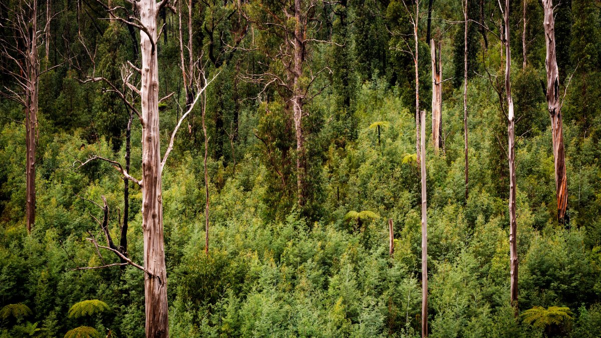 The Australia Today (@theaustoday) on Twitter photo In 2025, let’s make it game on – not game over – for our precious natural world, write Darcy Watchorn and <a href="/drmparrott/">Dr Marissa Parrott</a>
Read here: theaustraliatoday.com.au/in-2025-lets-m…
<a href="/DrAmitSarwal/">Dr Amit Sarwal 🇮🇳 🇦🇺</a> <a href="/Pallavi_Aus/">Pallavi Jain</a> <a href="/rishi_suri/">Rishi Suri</a> <a href="/ShailendraBSing/">Dr Shailendra B Singh</a> <a href="/AshaRaoRMIT/">Prof Asha Rao</a> <a href="/ZoosVictoria/">Zoos Victoria</a> <a href="/AlboMP/">Anthony Albanese</a> In 2025, let’s make it game on – not game over – for our precious natural world, write Darcy Watchorn and <a href="/drmparrott/">Dr Marissa Parrott</a>
Read here: theaustraliatoday.com.au/in-2025-lets-m…
<a href="/DrAmitSarwal/">Dr Amit Sarwal 🇮🇳 🇦🇺</a> <a href="/Pallavi_Aus/">Pallavi Jain</a> <a href="/rishi_suri/">Rishi Suri</a> <a href="/ShailendraBSing/">Dr Shailendra B Singh</a> <a href="/AshaRaoRMIT/">Prof Asha Rao</a> <a href="/ZoosVictoria/">Zoos Victoria</a> <a href="/AlboMP/">Anthony Albanese</a>