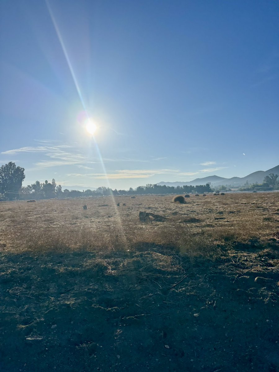 Dominique Samario tweet media