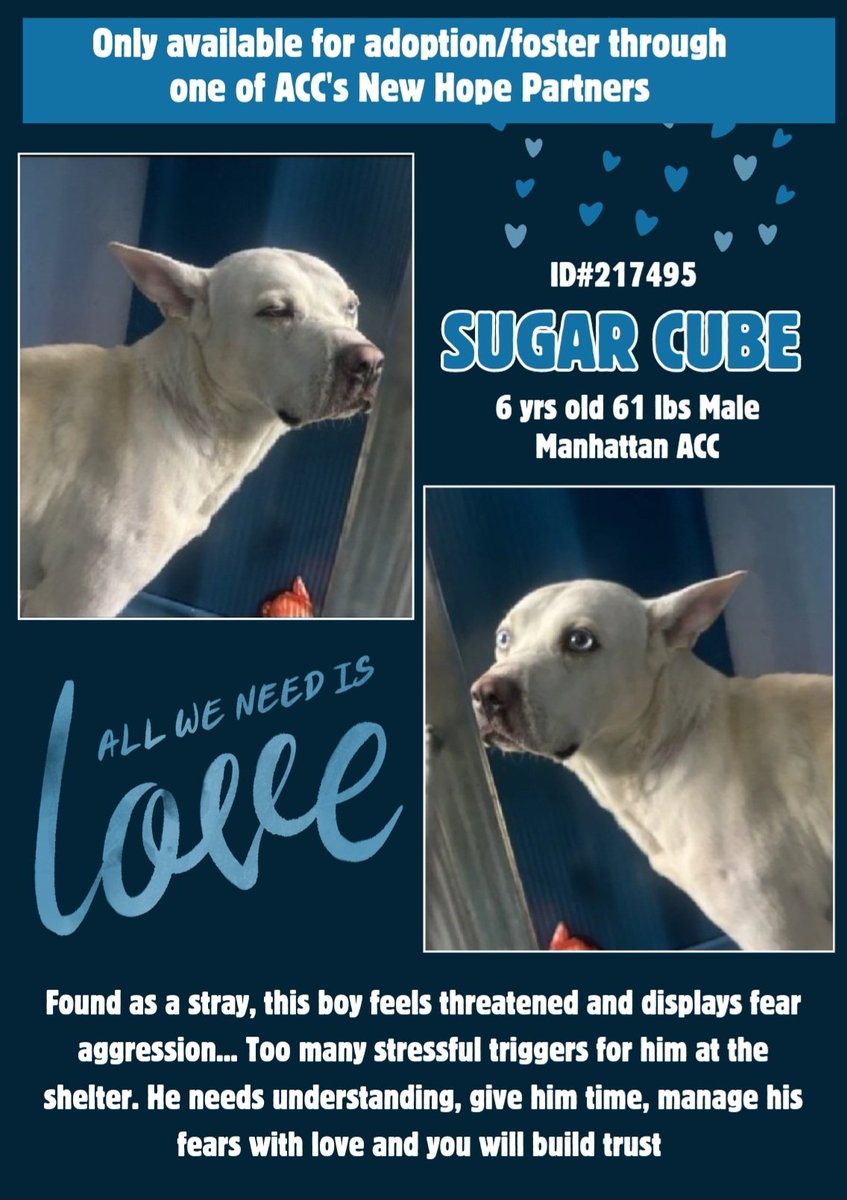 CharBolen's tweet photo. SUGAR CUBE. #217495 6yrs boy. #NYCACC https://t.co/EcWJpdVpQE