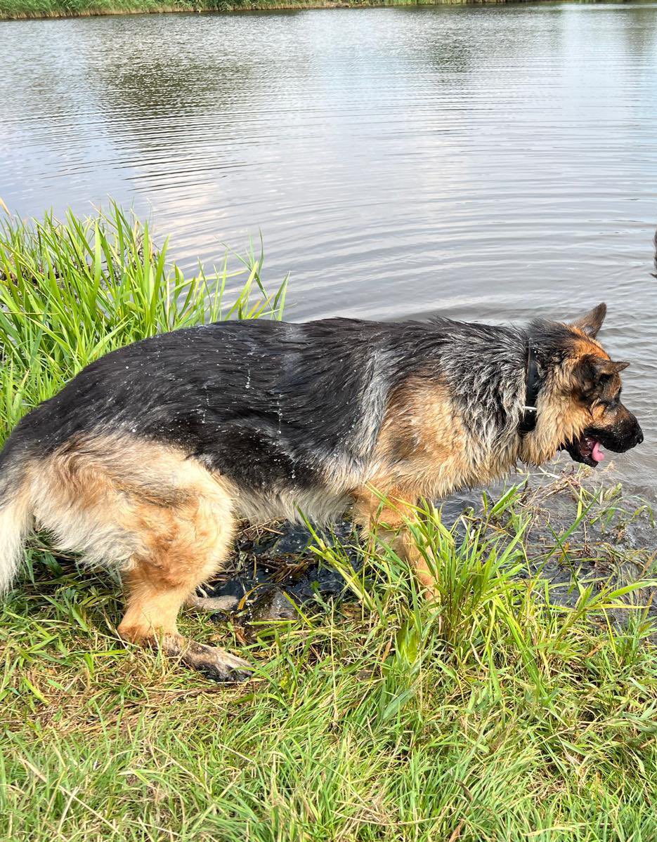 Ivm dat de meneer in kwestie er niet meer goed voor kan zorgen door gezondheidsredenen:

Wie kan de zorg dragen voor Tobias?
December 2019 geboren, zacht karakter, wil nog steeds graag spelen en knuffelen. Heet Tobias roepnaam Toby. Is een niet gecastreerde reu. Hij heeft alle