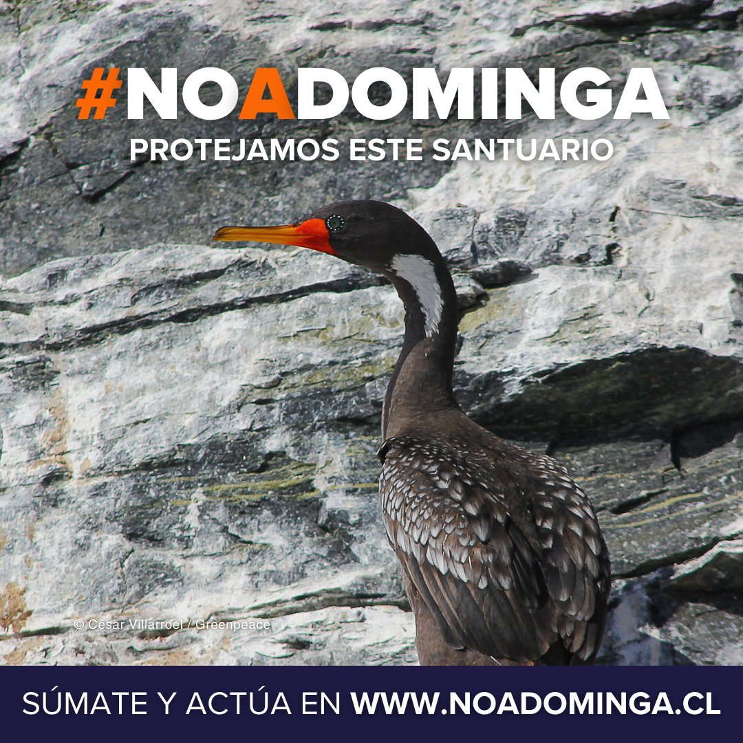 GreenpeaceCL's tweet image. Porque es el hogar y punto de llegada de más de 48 especies de aves ⚠️ #Dominga no puede tener luz verde ❌ Súmate y juntos digamos #NoADominga en noadominga.cl 🚨🔴
