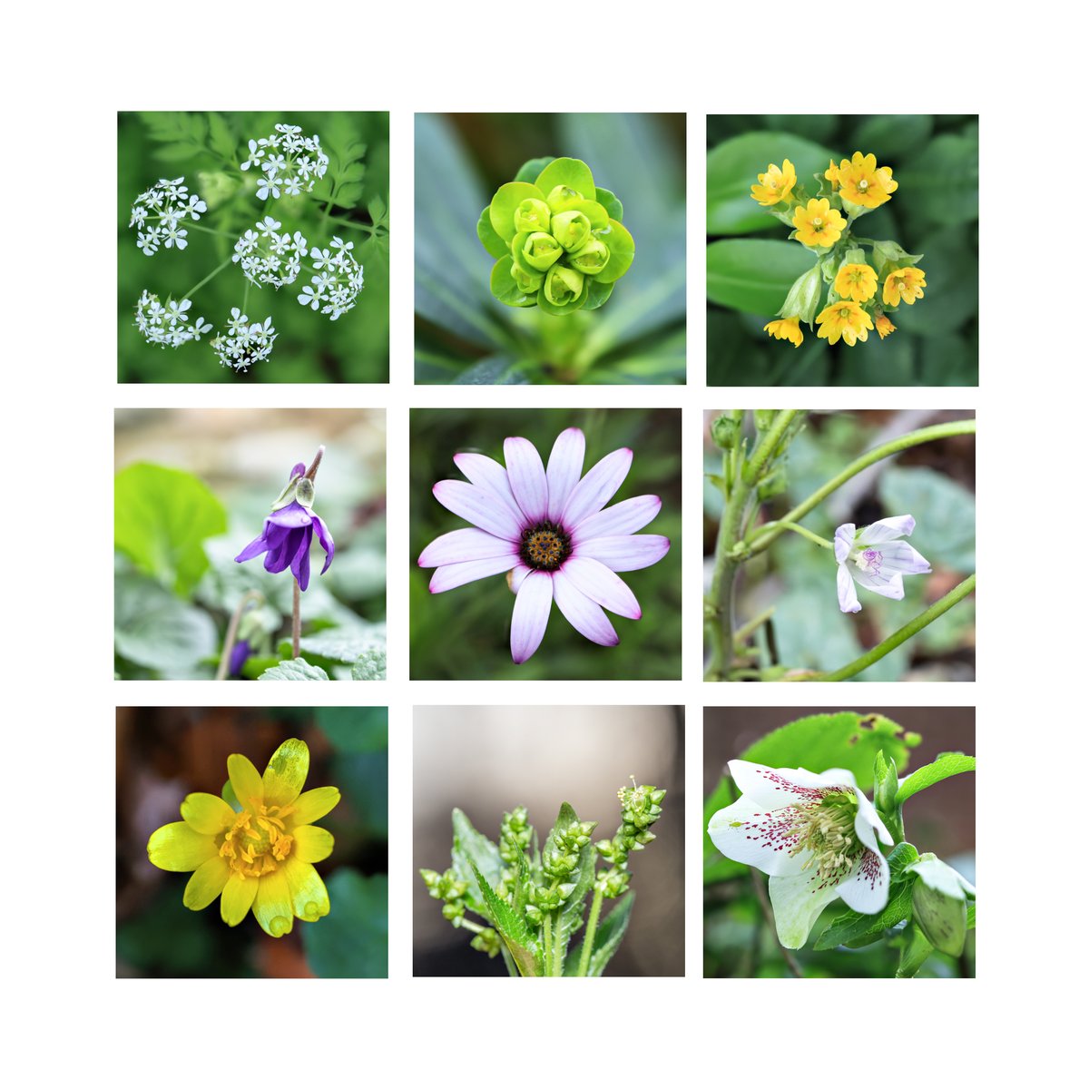 My last solo #NewYearPlantHunt round Longthorpe took in an ancient woodland, housing estates and a churchyard  I recorded 44 species in just over 2 hours, including 15 not seen in previous days' hunts - more early flowering species today! Names in ALT

@bsbibotany
#wildflowerhour