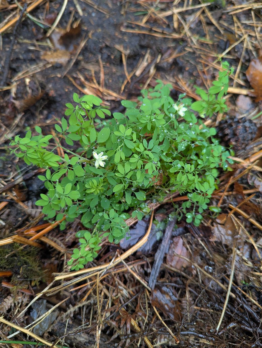 Short sprint in rain+wind across a Weybridge Heath for #NewYearPlantHunt as needed air rewarded with several bizarrely blooming Climbing corydalis plants (Ceratocapnos claviculata) on fairly recently created banks of earth (the close-up confused my smartphone camera!)