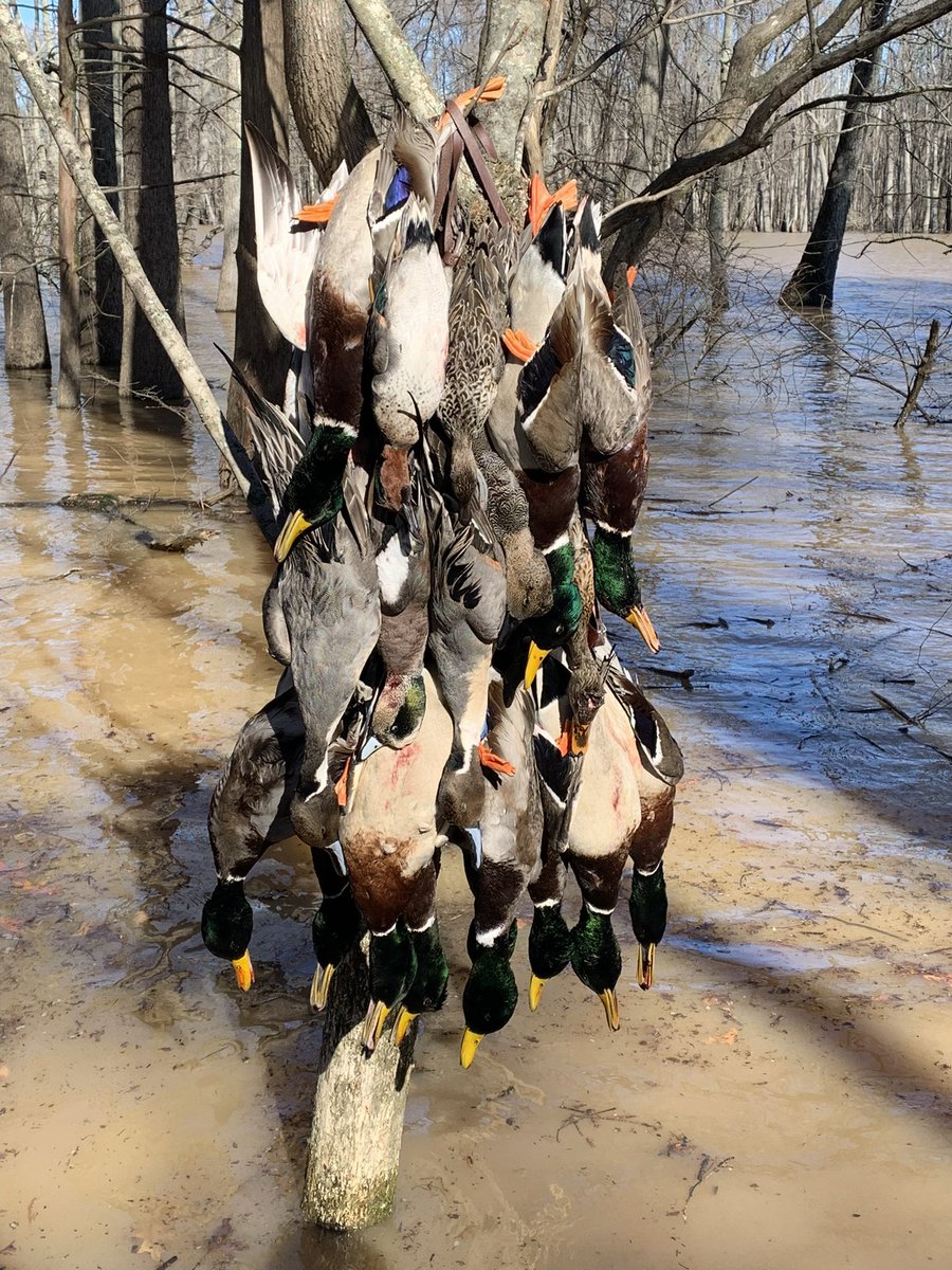 ClarkeWise's tweet image. Let’s Go Bucks! #BeatOregon #duckhuntingintheRoseBowl