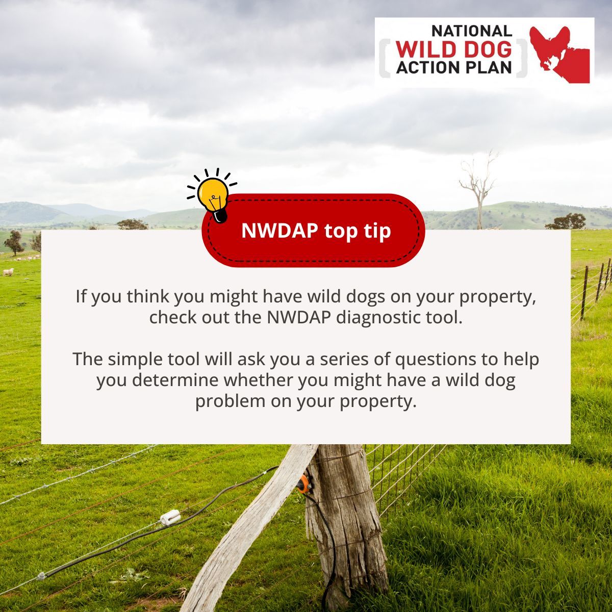Livestock_SA's tweet image. 🐺 Are wild dogs impacting your land? 
Use our diagnostic tool 🛠️ to identify signs 🔍 and take informed action 📋. 
Check it out on the NWDAP website: buff.ly/4dHgCVZ
 
#WildDogManagement #LandProtection #wilddogs #cattle #sheep #wool #NWDAP #biodiversity #agriculture