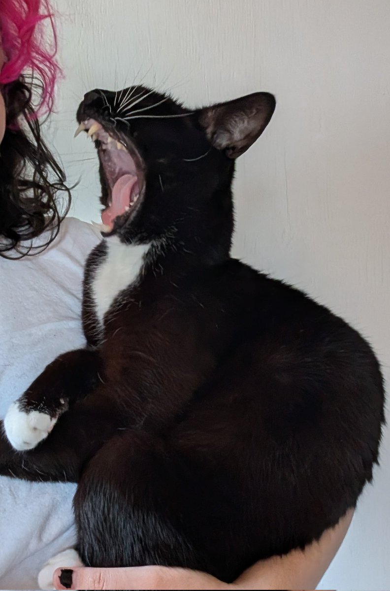 Worm is evil kitty