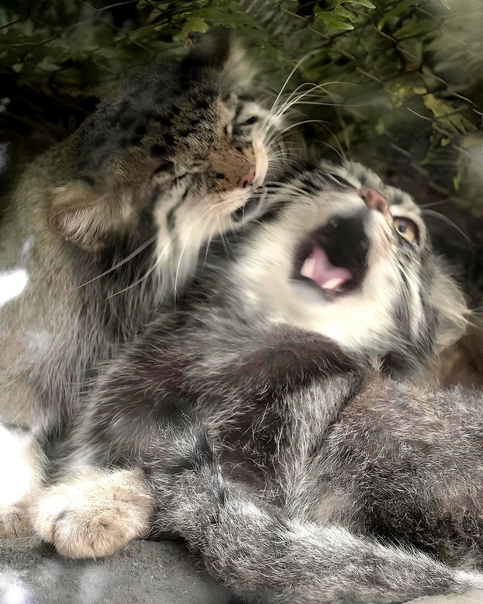 Daily Manul (@dailymanul) on Twitter photo 