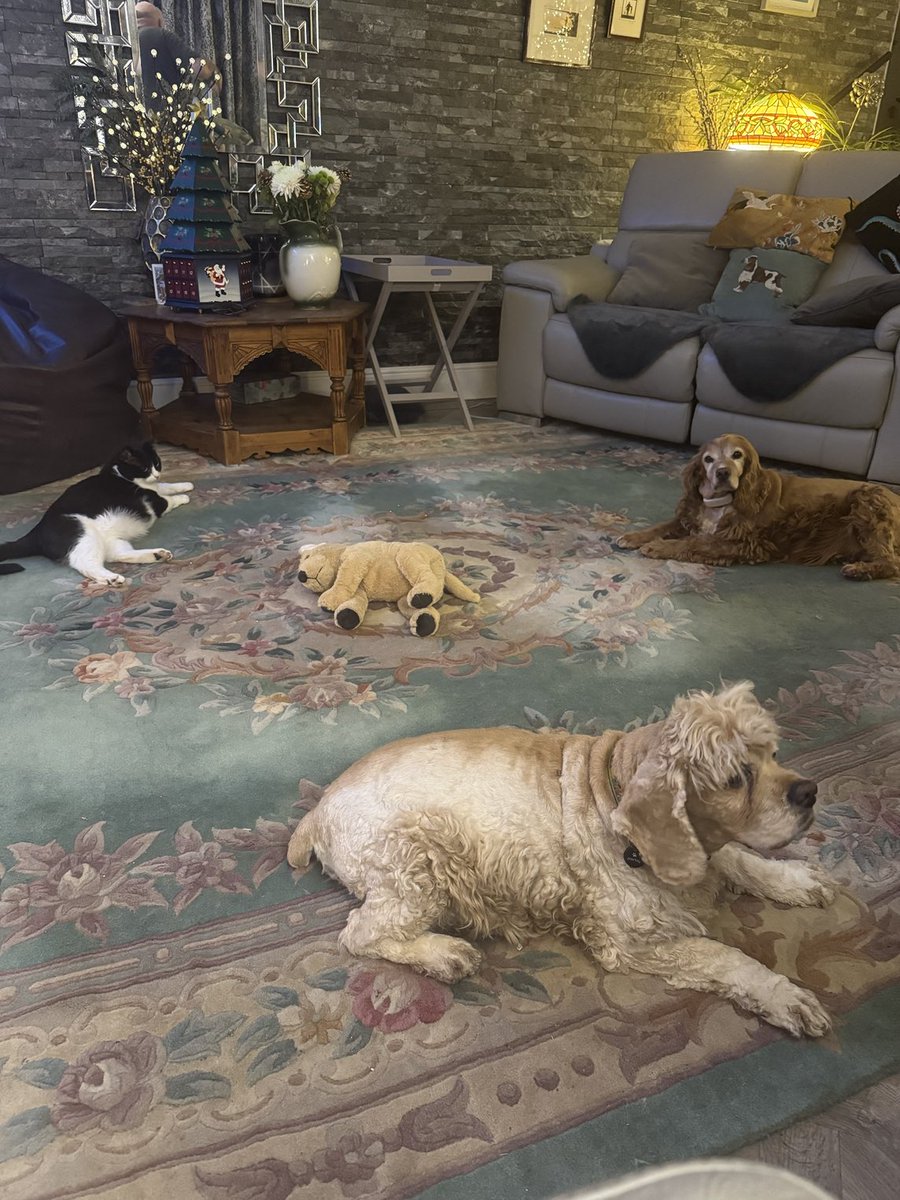 SpanielsSuper's tweet image. Teddy is on!
#TeddyInTheMiddle #FunAndGames
