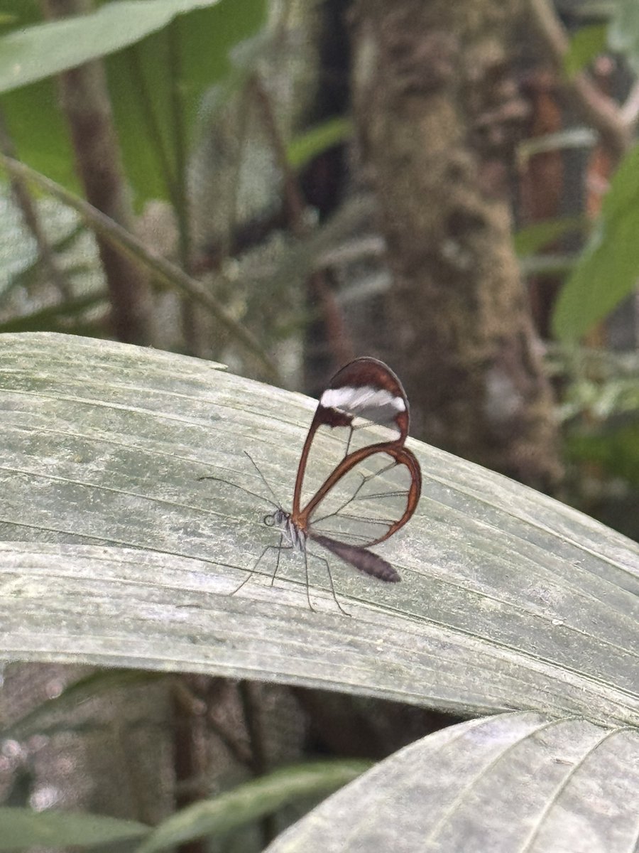 As a retired teacher I have learned that many of the things that interest me today are topics that I have taught. While visiting Costa Rica I am fascinated by butterflies; a topic I taught 3rd graders. We used to bring in expert Rick Mikula. #rickmikula #butterfly #CostaRica