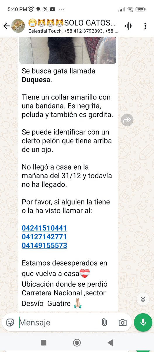 yaracalcagno's tweet photo. Difundo. Se busca gata llamada *Duquesa*.
Tiene un collar amarillo con una bandana. Es negrita, peluda y también es gordita.
Se puede identificar con un cierto pelón que tiene arriba de un ojo. 
No llegó a casa en la mañana del 31/12 y todavía no ha llegado. https://t.co/iIxowMOLq1