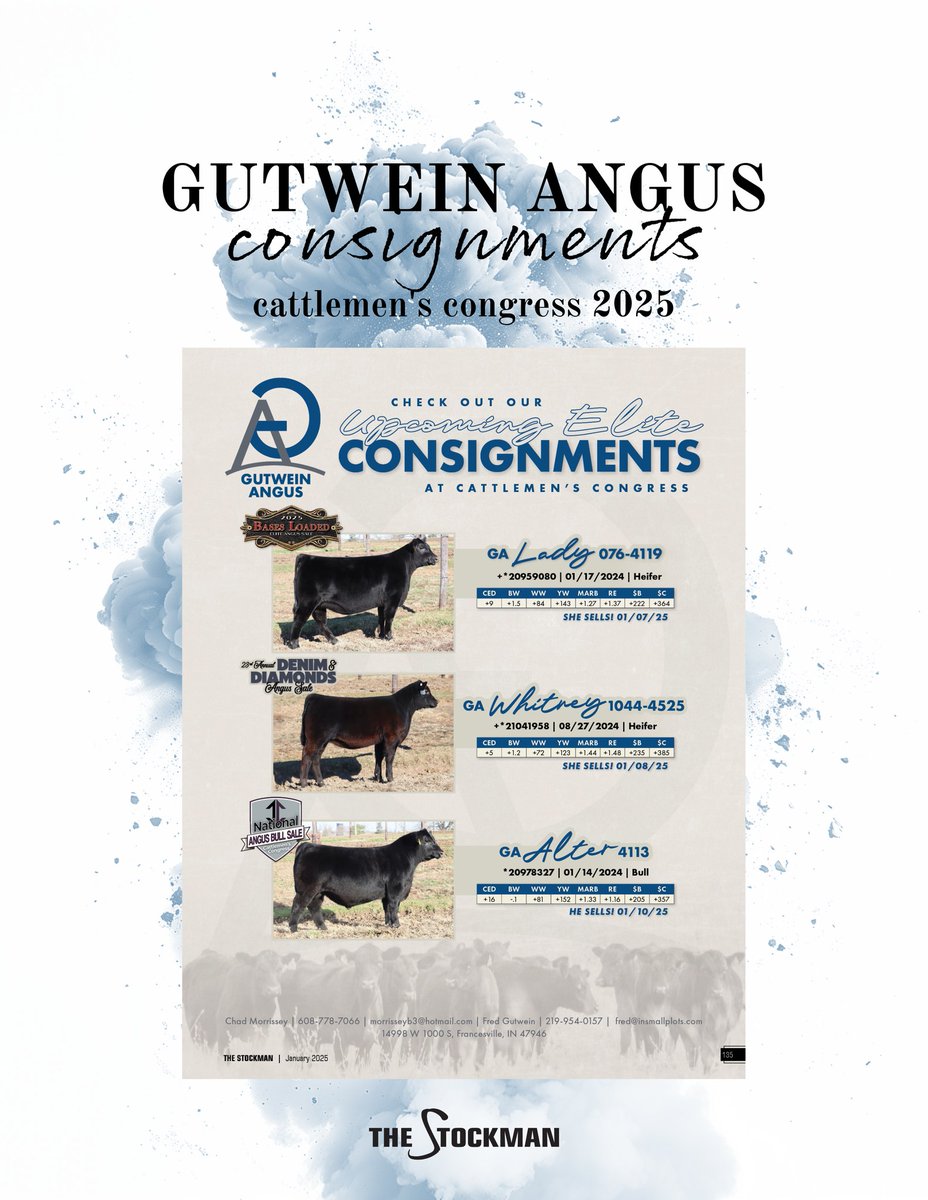 StockmanMag's tweet image. While you're at Cattlemen's Congress in OKC, be sure to check out these 𝓮𝓵𝓲𝓽𝓮 𝓬𝓸𝓷𝓼𝓲𝓰𝓷𝓶𝓮𝓷𝓽𝓼 from Gutwein Angus.

Bases Loaded Sale // Jan. 7
Denim and Diamonds Sale // Jan. 8
National Angus Bull Sale // Jan. 10
#thestockman #morethanahobby