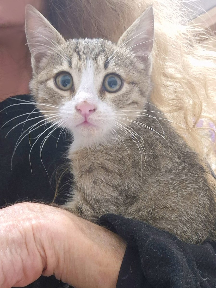 Chachi's Haven tweet media