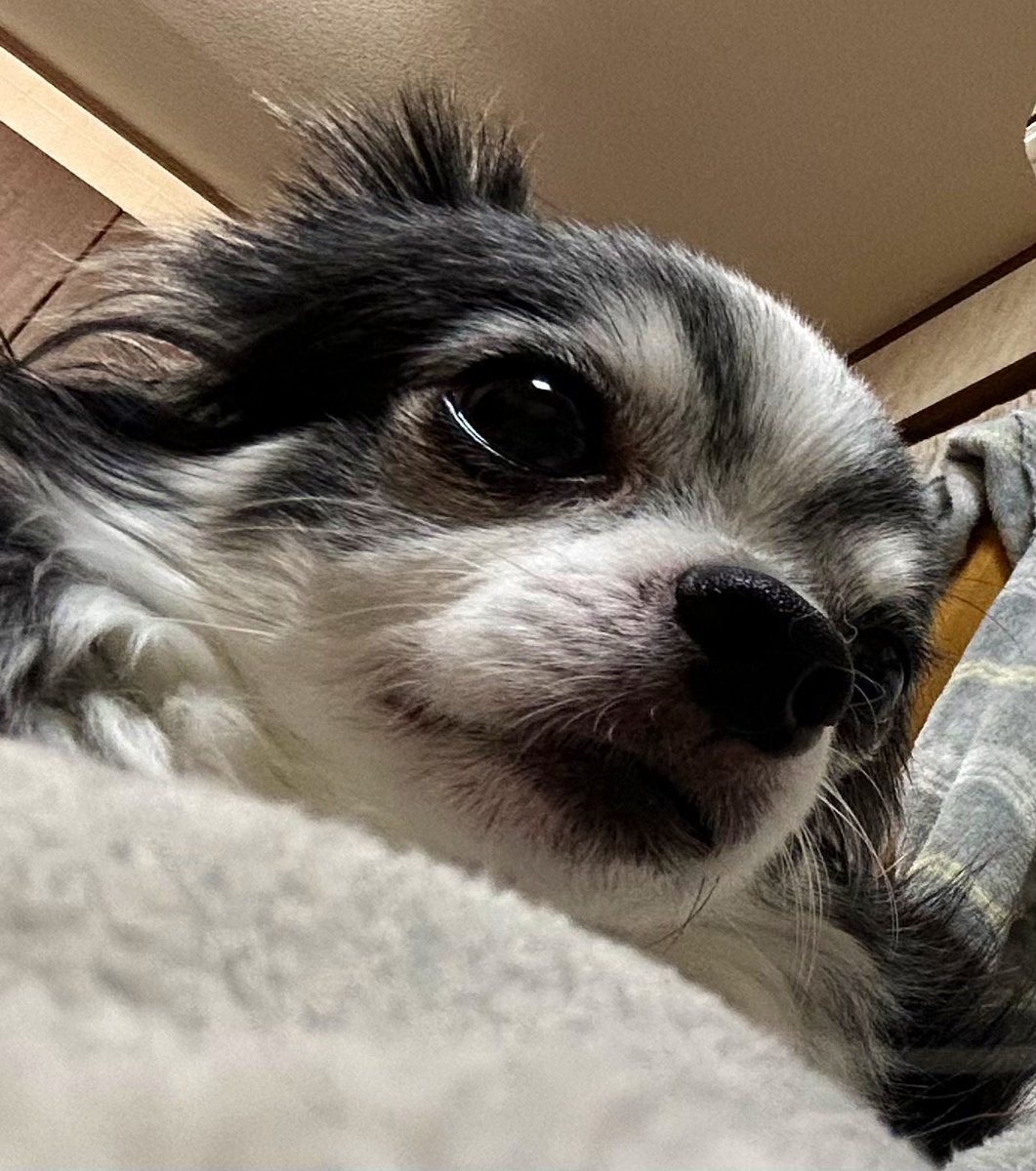 HYBS2015daiko's tweet photo. My name is FUKUTARO.

福太郎です、、、🐕🐕‍🦺🦮
❤️🧡💛🩷💚🩵💓💕💖

たくさん福が来るといいね

　　　　　　　　2025.1.2

#チワワ
#チワワ党 https://t.co/eWsvhmqKrq