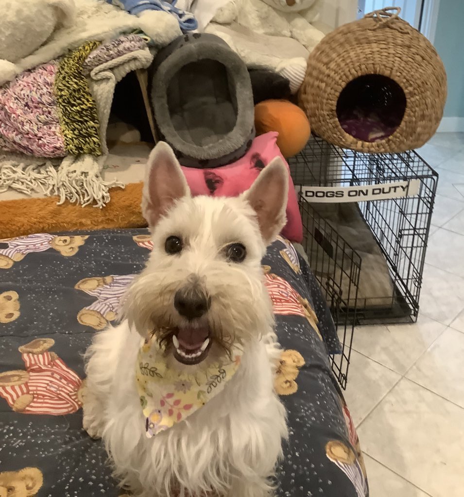 Maggie60310325's tweet photo. Good morning bootiful frens🫶❤️Have a great day/night wherever you are 🌏🌍🌎 Please be kind, compassionate &amp; helpful. Stay safe. Look after each other. I love you all, fanks for being my fren. 🙏🐾🦋🌷😊🤗😍😘🥰❤️💜💛💙💚🫶 love you all 🩵🩷🫶🙏 you’re all wonderful 🫶❤️ https://t.co/l7yoLvF7Mc