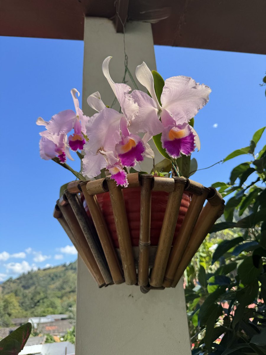 CariLeguizamon's tweet photo. #Somondoco #Boyacá #catleya #orquidea #Colombia https://t.co/uMUHSPBvHi
