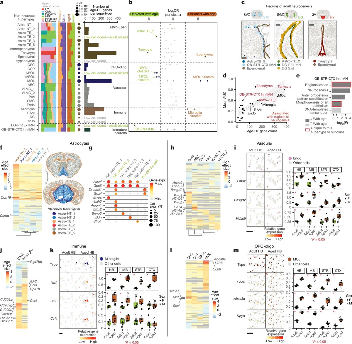 Brain-wide cell-type-specific transcriptomic signatures of healthy ageing in mice
<a href="/Nature/">nature</a> 
nature.com/articles/s4158…
