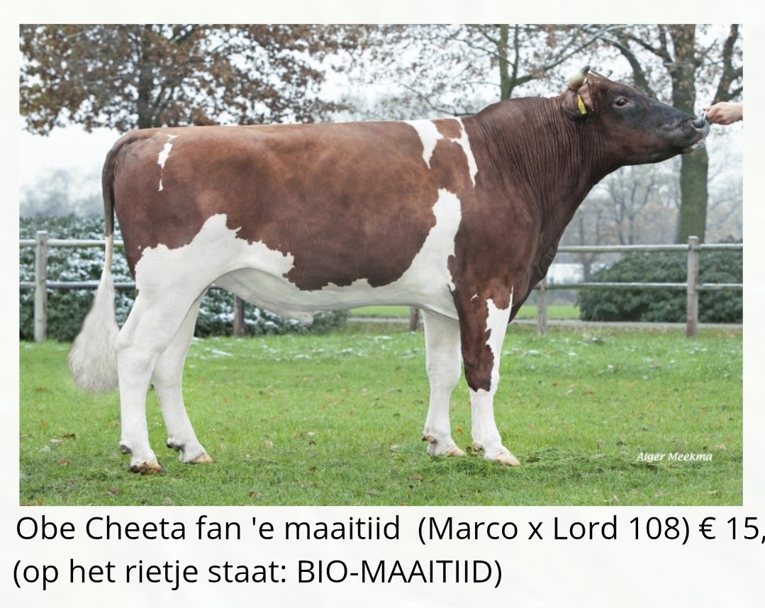 We hebben genoten van het jaar 2024. Weer een nieuwe stier ingezet: Obe Cheeta fan 'e Maaitiid (ook wel BIO Maaitiid genoemd), samen met de Bio-KI. En een nieuwe koploper binnen de populatie Fries Roodbonte stieren: Skúster Melis scoort nét even beter 1/3

roodbontfriesvee.nl