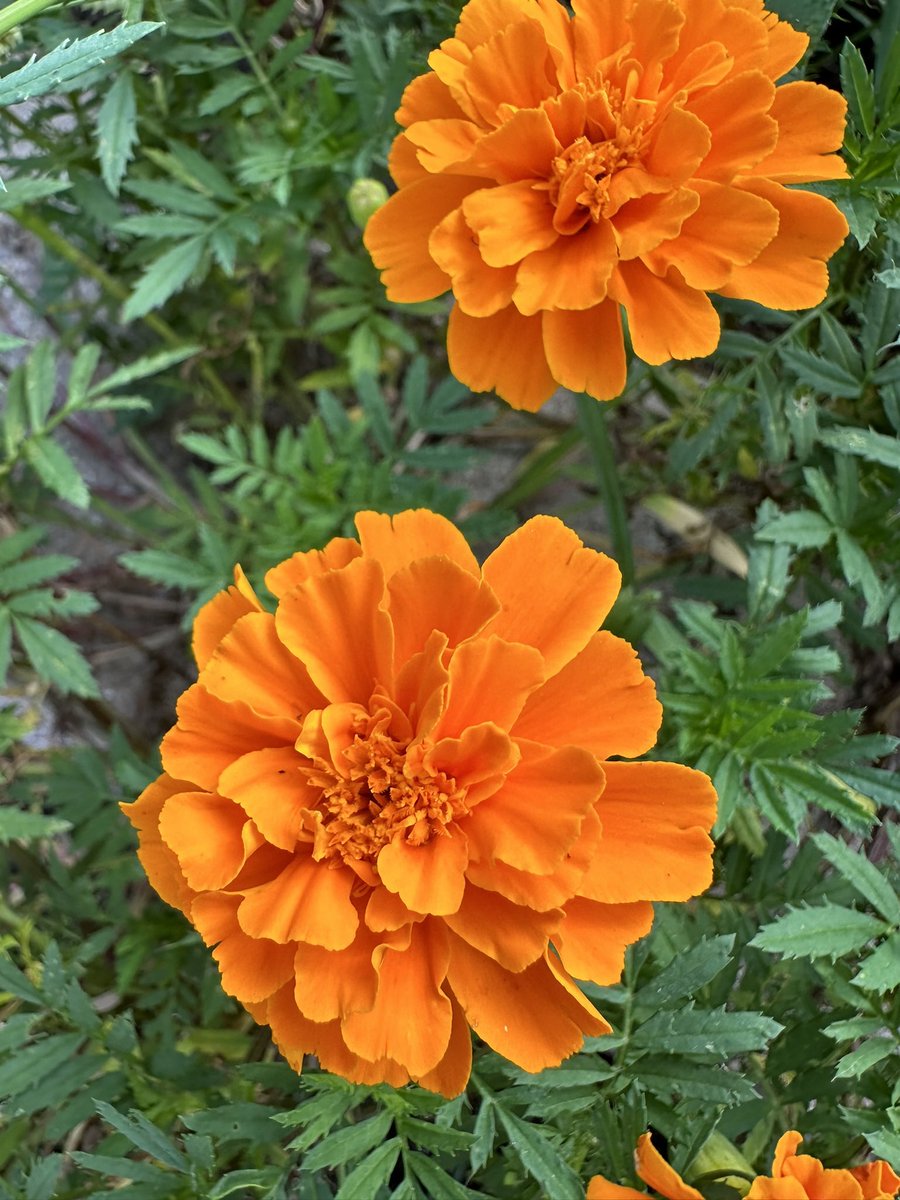 Ready to Grow Garden tweet media