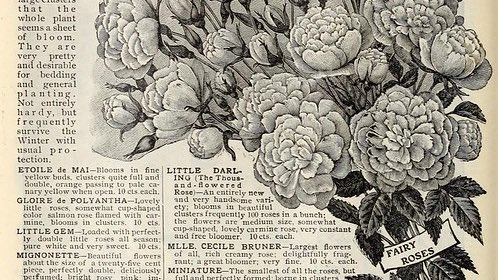 _illiterate_'s tweet image. — book reviews ༉‧₊˚.