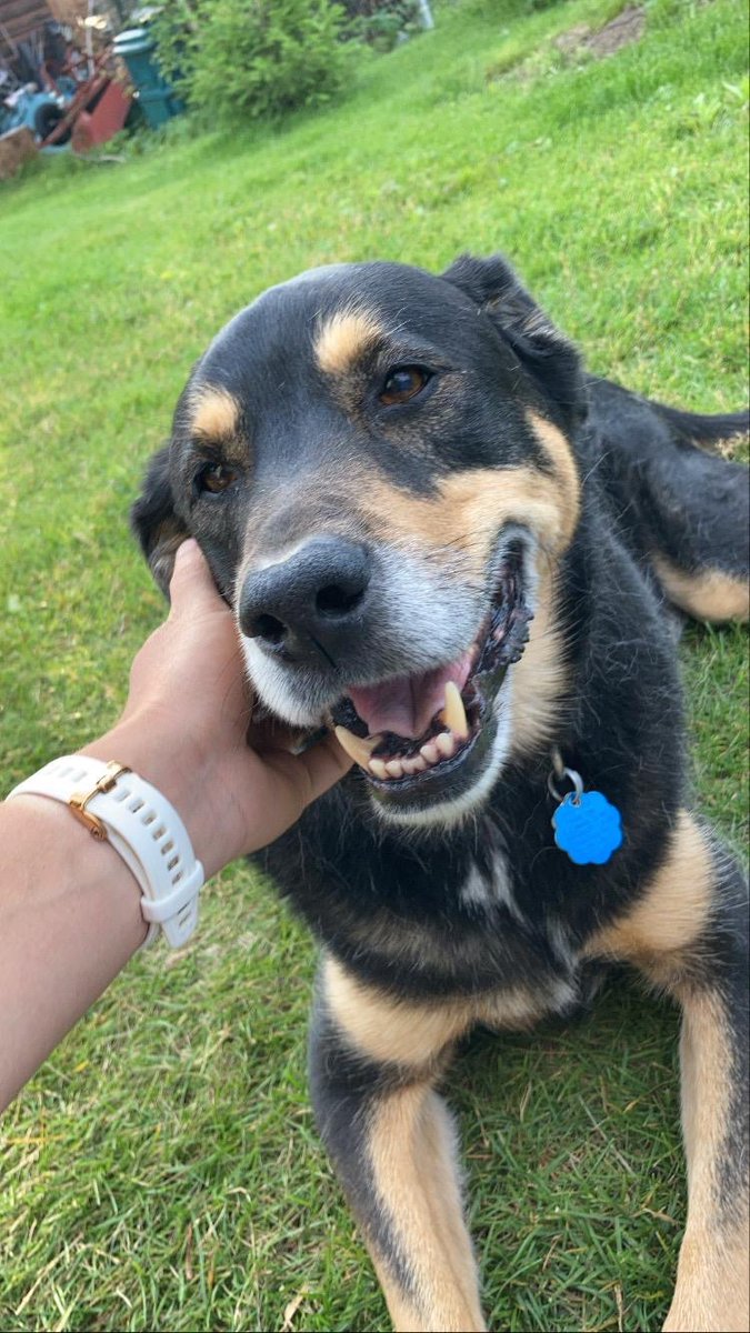 Kobe moved to the big farm upstate today… please reply with pictures of your dogs, past or present