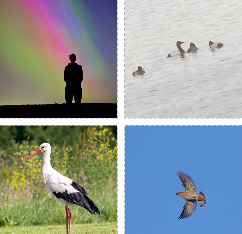 James (@james_b___) on Twitter photo With 2024 officially over I’d like to thank <a href="/Northern_Birder/">Cornelius Jones</a> <a href="/GeorgieWightman/">Georgie W-S</a> <a href="/OscarPuls/">Oscar Puls</a> <a href="/MCRbirder/">Sam Glennie</a> and so many more for such an amazing year. Migfest was a highlight especially with a co-founder pallid harrier with <a href="/BarryByatt/">Barry Byatt</a> . 16 lifers takes me to 367 for the end of the year! With 2024 officially over I’d like to thank <a href="/Northern_Birder/">Cornelius Jones</a> <a href="/GeorgieWightman/">Georgie W-S</a> <a href="/OscarPuls/">Oscar Puls</a> <a href="/MCRbirder/">Sam Glennie</a> and so many more for such an amazing year. Migfest was a highlight especially with a co-founder pallid harrier with <a href="/BarryByatt/">Barry Byatt</a> . 16 lifers takes me to 367 for the end of the year!