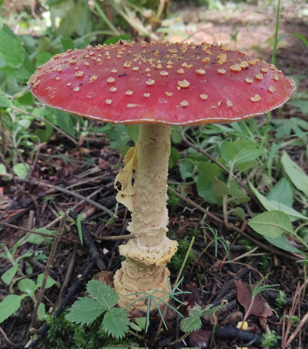 Fungi_Cosas's tweet photo. Comparte a la #Amanita muscaria para que tú año 2025 este lleno de 🍄HONGOS🍄

Bueno bueno, también de: amor ❤️ dineros 💰 bienestar ✨ y pura cosa bonita 🙂‍↕️ https://t.co/56alT2qS9a