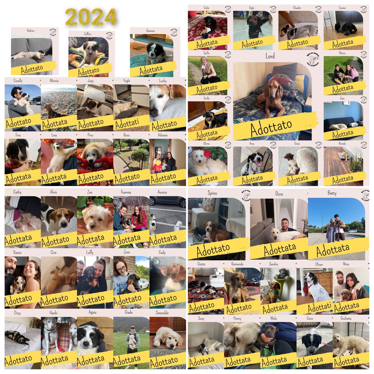 Adozioni 2024
54 adozioni meravigliose.
L'augurio è di migliorare coi numeri ogni anno di più ❤️