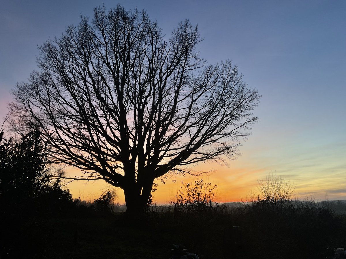 xmoptix's tweet photo. Mon chêne centenaire 
My old oak tree 

#sunsetphotography #lovetree #NatureBeauty #NaturePhotography #naturephoto #trees #arbres #chêne https://t.co/b5ROMOfmjG