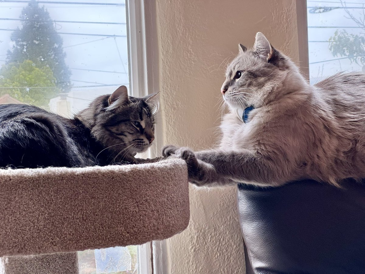 Nick Gerlock 🇵🇸 tweet media