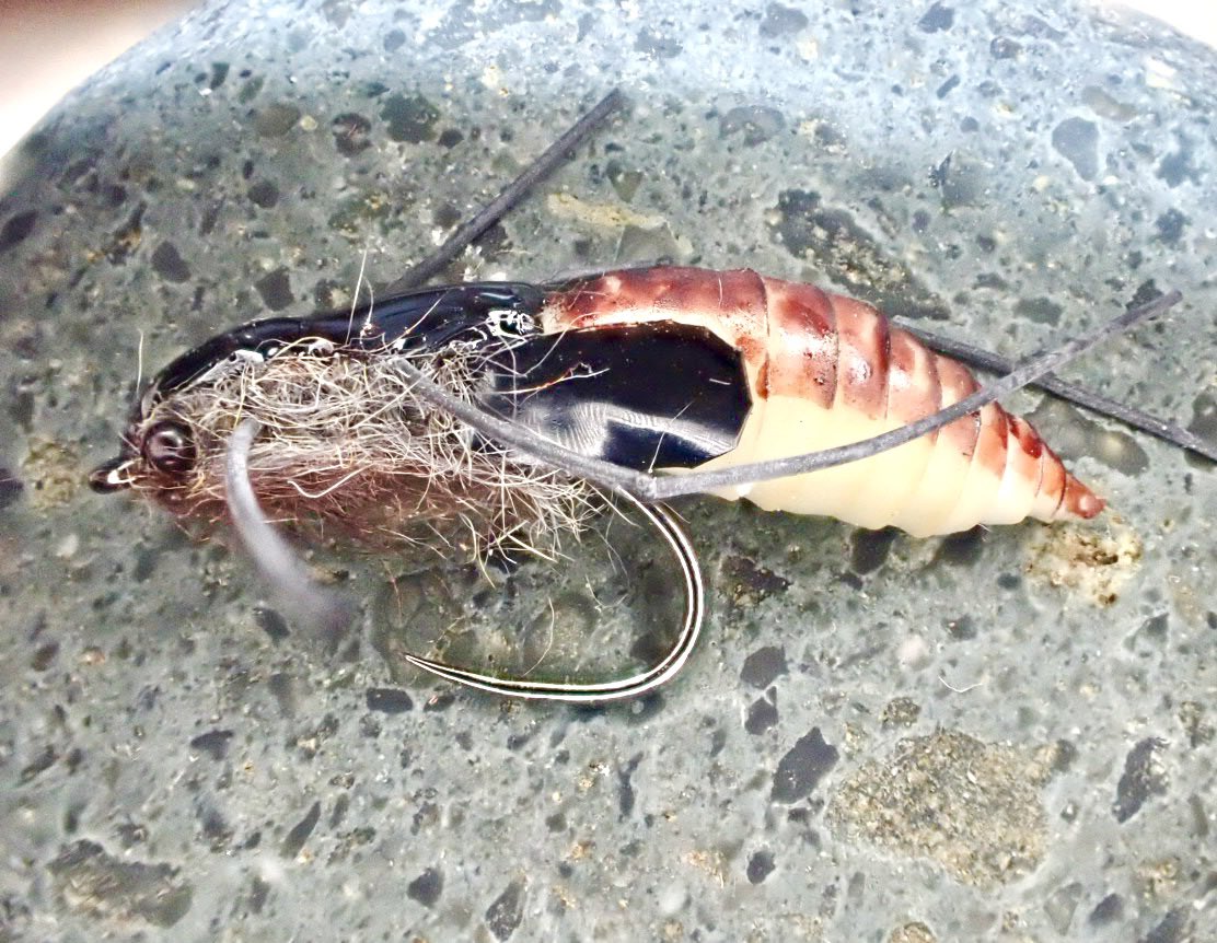 FreestoneFF's tweet image. A Caddis kind of a day!