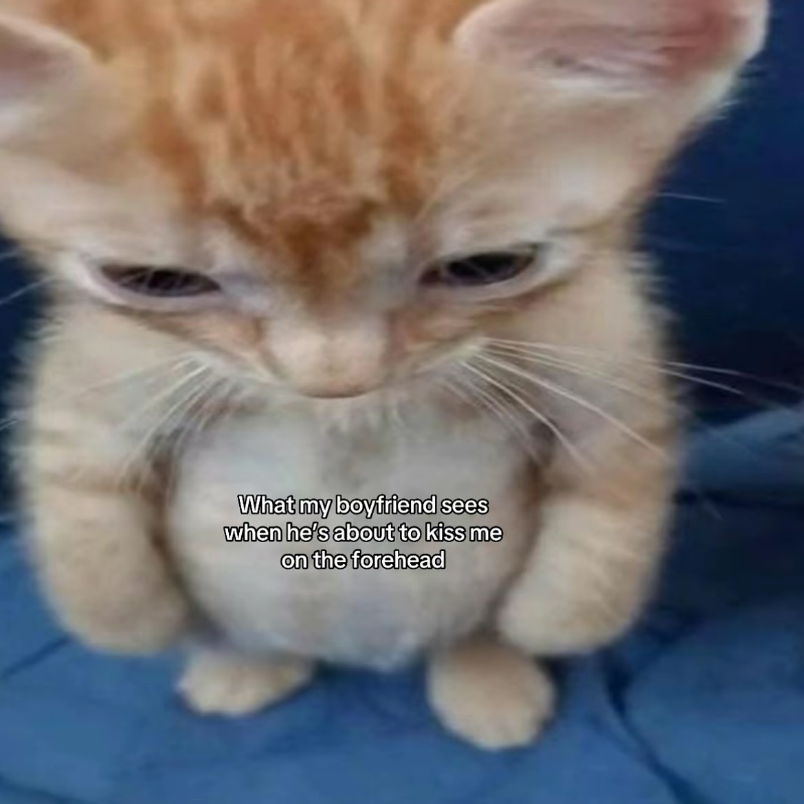 Punch Cat (@punchingcat) on Twitter photo 