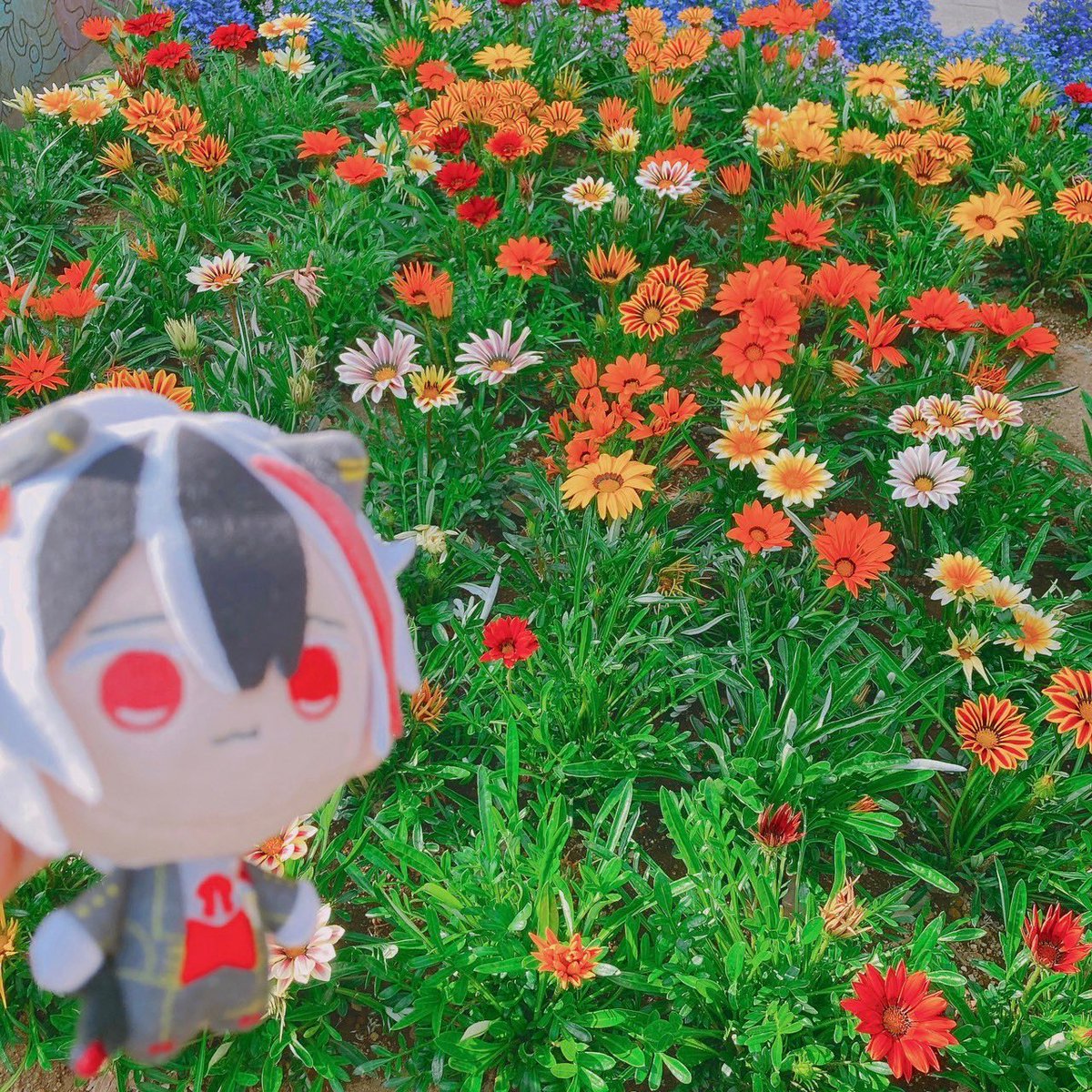 よもぎ餅子 (@motigomekome) on Twitter photo 新年早々失礼致します。
赤い服を着せた🫖まめちゃん
(最後に撮った写真と服を脱がせた時の全体写真)
12月31日に旅行先のサービスエリアで無くした疑惑あります。
富士川サービスエリア(下り)
浜名湖サービスエリア
養老サービスエリア
もし見掛けたら探し物センターにお願いします。 新年早々失礼致します。
赤い服を着せた🫖まめちゃん
(最後に撮った写真と服を脱がせた時の全体写真)
12月31日に旅行先のサービスエリアで無くした疑惑あります。
富士川サービスエリア(下り)
浜名湖サービスエリア
養老サービスエリア
もし見掛けたら探し物センターにお願いします。