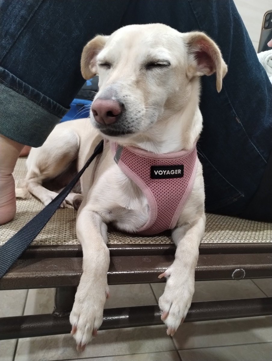 Happy New Year frens!! 🥳🎊 I'm so tired 🥱💤 because my hoomans had a NYE 🥂🎆 party, and it didn't end until da wee hours in da morning! 🤭🕑 I was the cutest (and the only!) pooch there!! 🐕🐾 #NewYearsDay #NewYear2025 #DogsOfTwitter