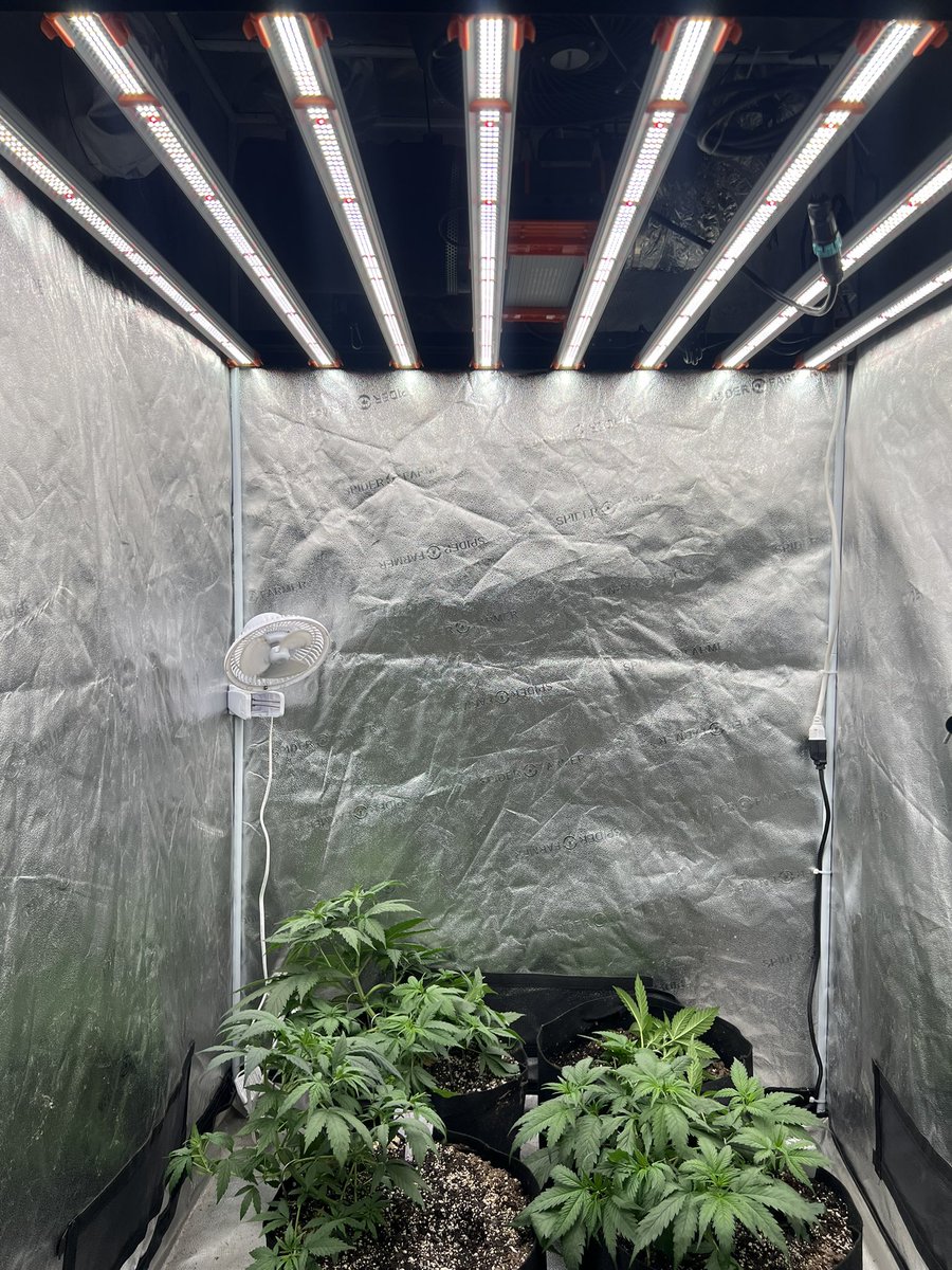 SAutoflowers's tweet photo. ILGM gold leaf, purple haze, chocolope and big bud

#barlight  #homegrown #growtent #4x4 #420 #420community #marijuana #cannabis #cultivation #medical #medicalmarijuana #spiderfarmer #led #SE7000 #flower #ilgm #bigbud #chocolope #purplehaze https://t.co/4m5GKoVcDA