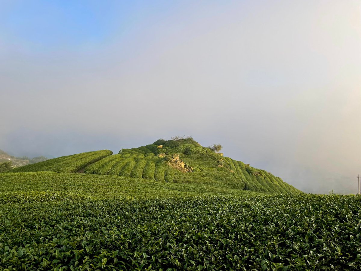 BenSuykens's tweet image. End of research stay at the National Sun Yat-sen University. Taking home: 400+ full survey responses on #nonprofit #marketization &amp;amp; #performance, two new paper ideas, and some travel memories. Thanks @cctsainsysu for the hospitality &amp;amp; collaboration. Now, back to @GovPA_UGent  ✈️