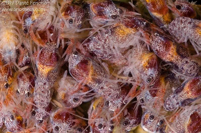 Newly hatched crayfish hiding beneath the protective tail of their mother.  The female crayfish with the juveniles was found in a stream in southern Chile.