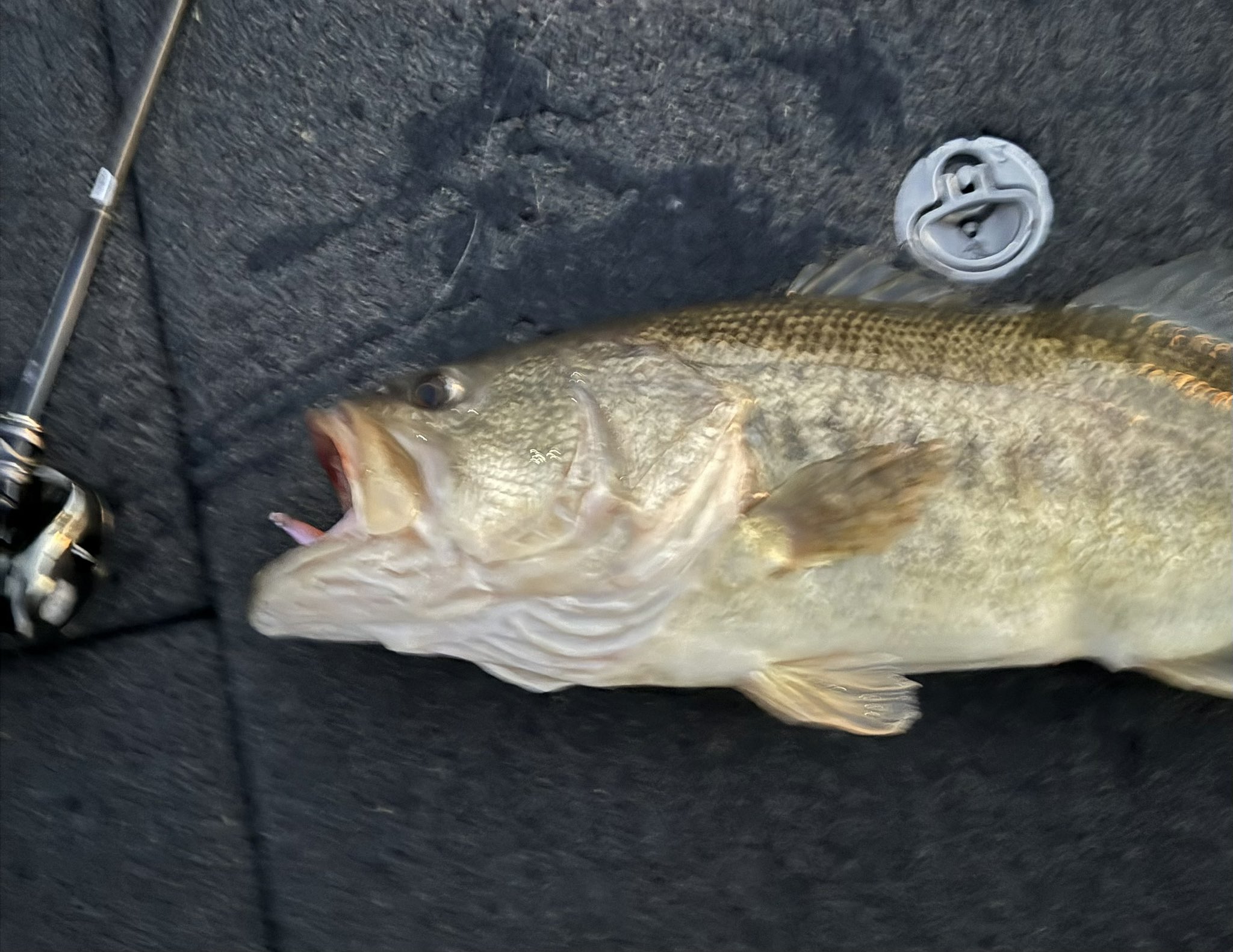 Revonik (@revonik_fishing) / X Revonik (@revonik_fishing) / X