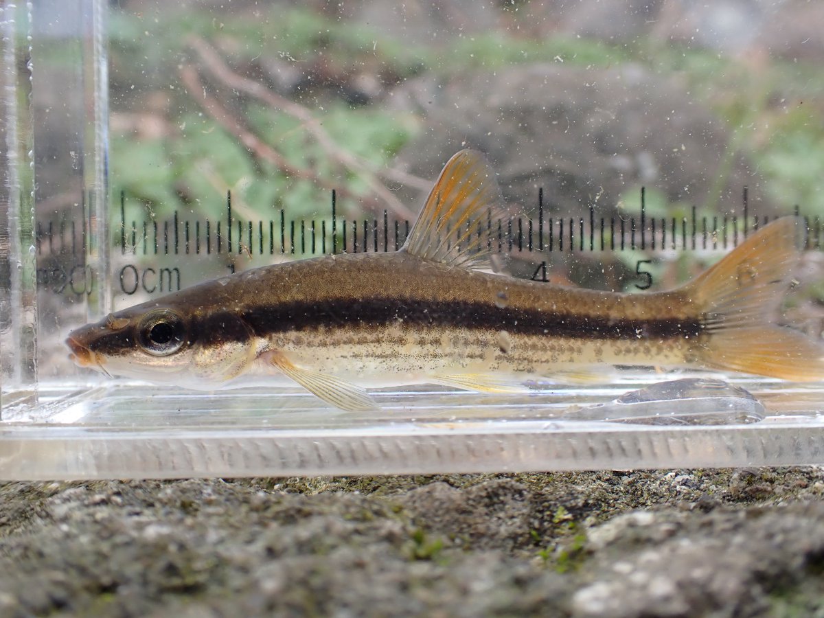 明けましておめでとうございます！
今年初めての魚はムギツクでした
去年は思うように採集に行けませんでしたが今年は移動手段が増える予定なので夜磯や遠征など今まであまり出来なかったことをやりまくろうと思います！