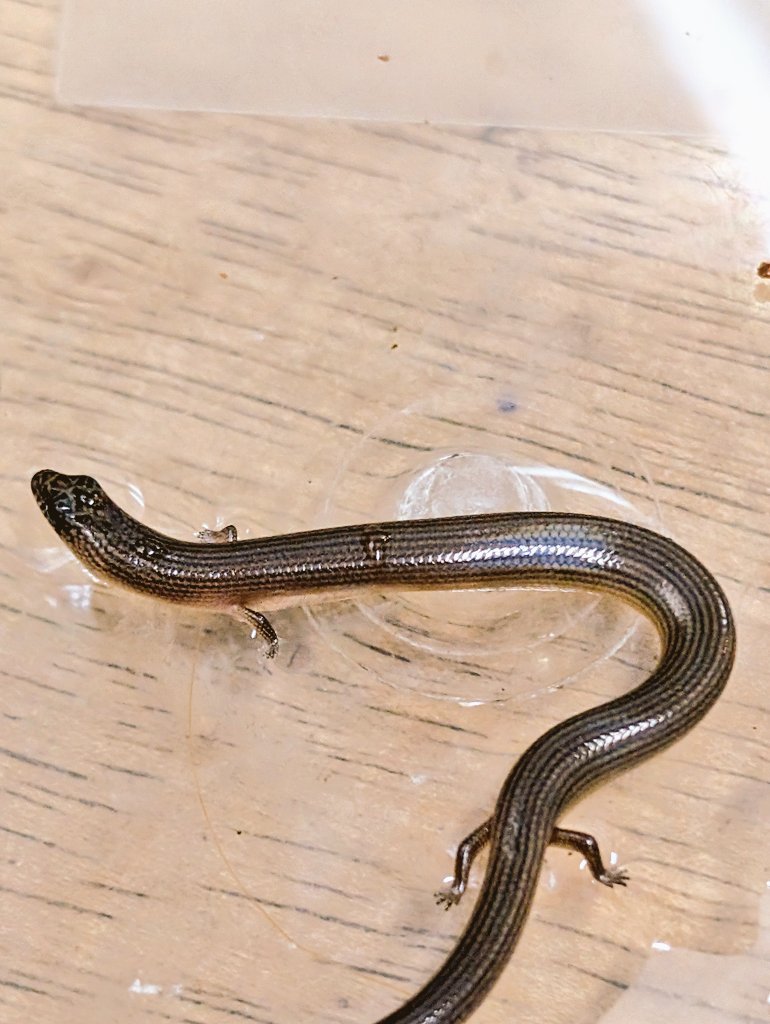 シャムミモダエトカゲ（Lygosoma siamensis）タイWC/良い！/珍！ タイ