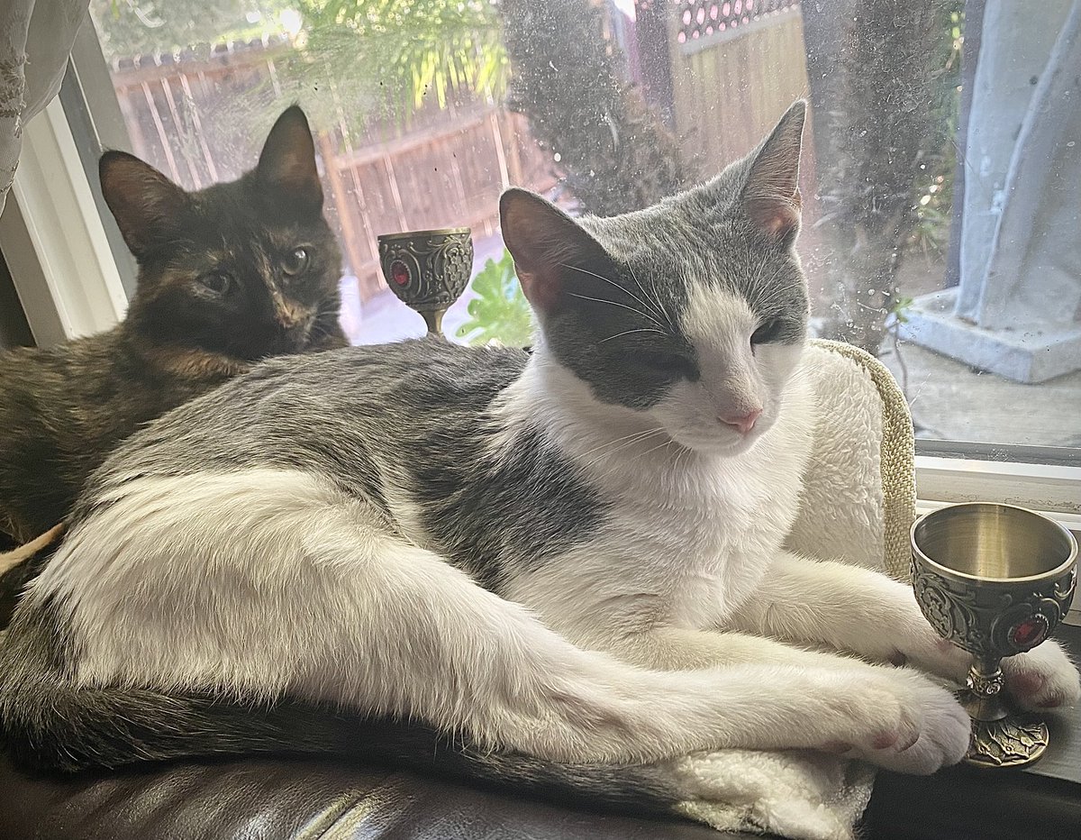 Happy New Years from Munchie and Lily…. as you can see, they partied pretty hard! 😂