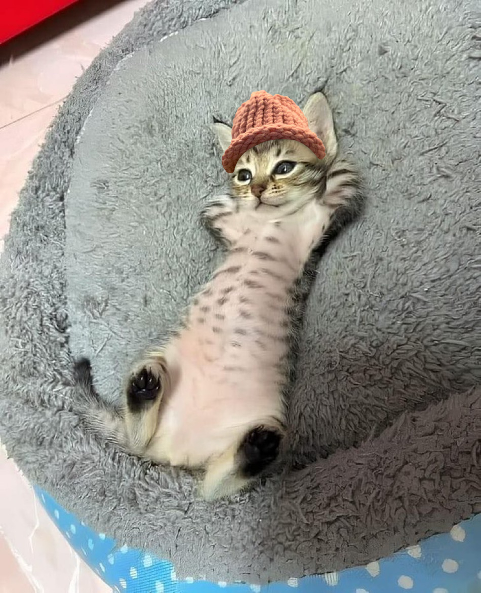 CWIFcats's tweet image. Day 209 of hatting cat memes in 2025. 馃惐馃Б $CWIF #catwifhat @catwifhatsolana