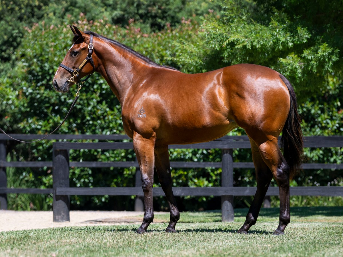 BlueGumFarm's tweet photo. Lot 373 - Tassort x Etoile Celebre (Tivaci) (Filly)

https://t.co/XAW7lhSLDM

@BlueGumFarm – The Proven Source

– Bronwen Healy Photography

@mmsnippets  

#BlueGumFarm #TheProvenSource #MagicMillions #MMGC #Yearlings #ThoroughbredBreedersVictoria #TBV #VICBreeder https://t.co/92yH5Nyoqj